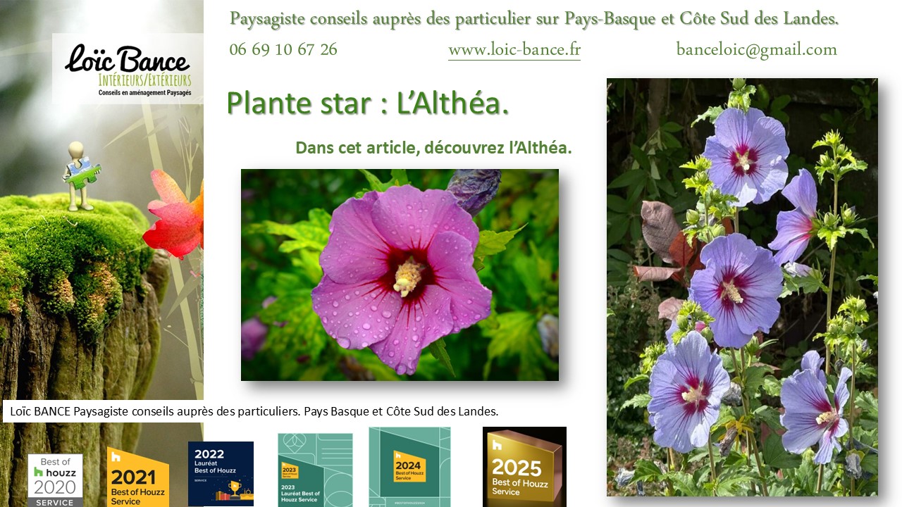 Fiche technique de l'Alth�a Hibiscus Paysagiste Gu�thary
