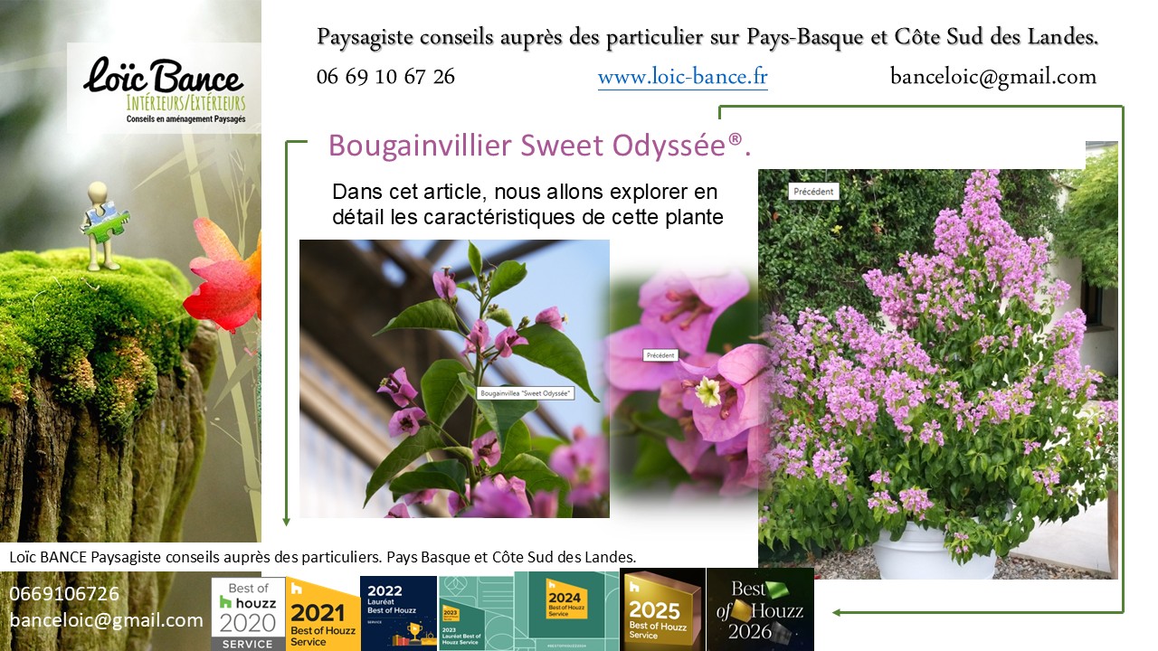 Paysagiste Gu�thary Bougainvillier Sweet Odyss�e�