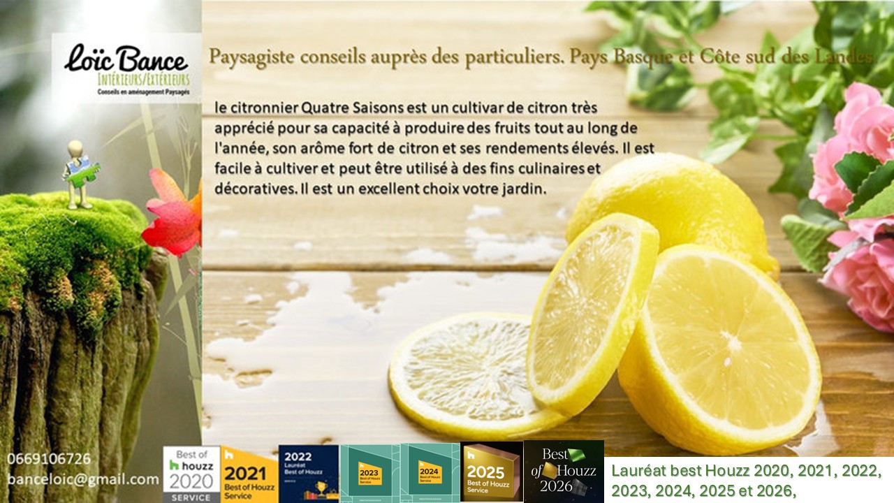 Citronnier des quatre saisons.
