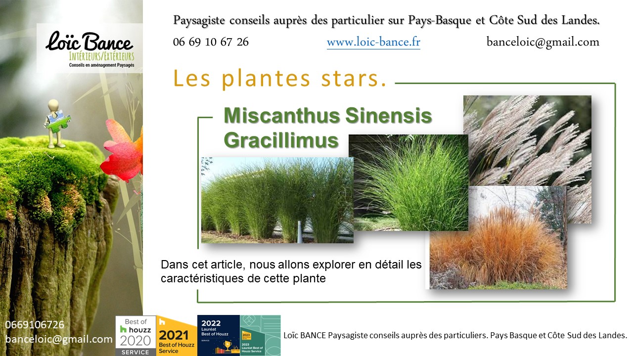 Mischantus; Sinensis; Gracillimus; Gramin�e; Plantes; Jardins d'ici; Paysages; Am�nagements paysagers; Landes; Paysagiste Landes; Pays Basque; Paysagiste Pays Basque; Concepteur de jardins; Ahetze; Paysagiste Ahetze; Anglet; Paysagiste Anglet; Arbonne; Paysagiste Arbonne; Arcangues; Paysagiste Arcangues; Bayonne; Paysagiste Bayonne; Biarritz; Paysagiste Biarritz; Capbreton; Paysagiste Capbreton; Gu�thary; Paysagiste Gu�thary; Hossegor; Paysagiste Hossegor; Saint Jean de Luz; Paysagiste Saint Jean de Luz; Seignosse; Paysagiste Seignosse; Tosse; Paysagiste Tosse; Dax; Paysagiste Dax; Mont de Marsan 40000; Paysagiste Mont de Marsan; Paysagiste Brassempouy; Brassempouy 40330; Paysagiste Ahaxe-Alciette-BascassanAhaxe-Alciette-Bascassan 64220; Saint-Pandelon 40180; Paysagiste Saint-Pandelon; Ascain 64310; Paysagiste Ascain; Amou 40330; Paysagiste Amou; Louhossoa 64250; Paysagiste Louhossoa; Tarnos 40220; Paysagiste TARNOS; Ondres; Paysagiste Ondres; Rivi�re-Saas-et-Gourby 40180; Paysagiste Rivi�re-Saas-et-Gourby; B�nesse-Maremne 40230; Paysagiste B�nesse Maremne; 