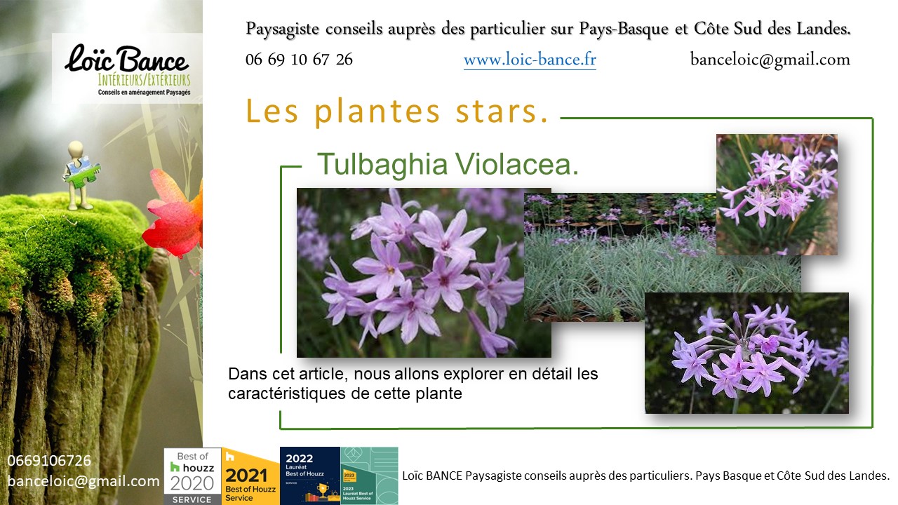Paysagiste Guthary une vivace plante star de juillet 2024 : Tulbaghia Violacea.